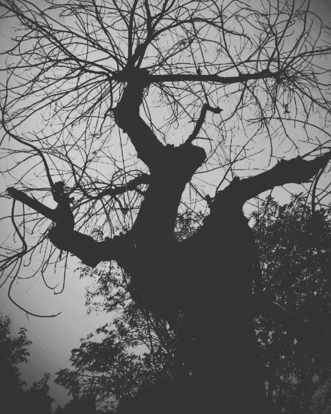 Silhouette of a bare tree with dramatic branching against an overcast sky