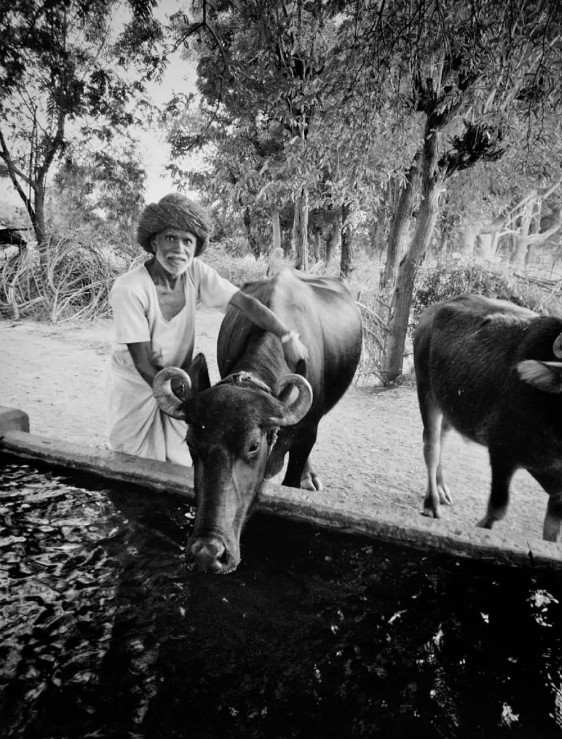 A Rajasthani man in turban with his buffaloes drinking at a water trough